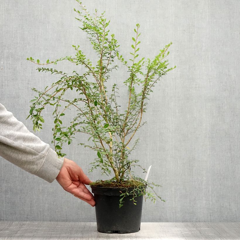 Exemplar von Azara microphylla Topf mit 2L/3L wie im Sommer geliefert