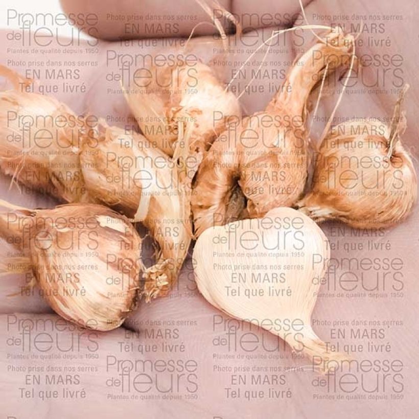 Example of Babiana stricta Zwanenburg Glory - Paviansblume Zwiebel Kaliber/Größe 4+ as you get