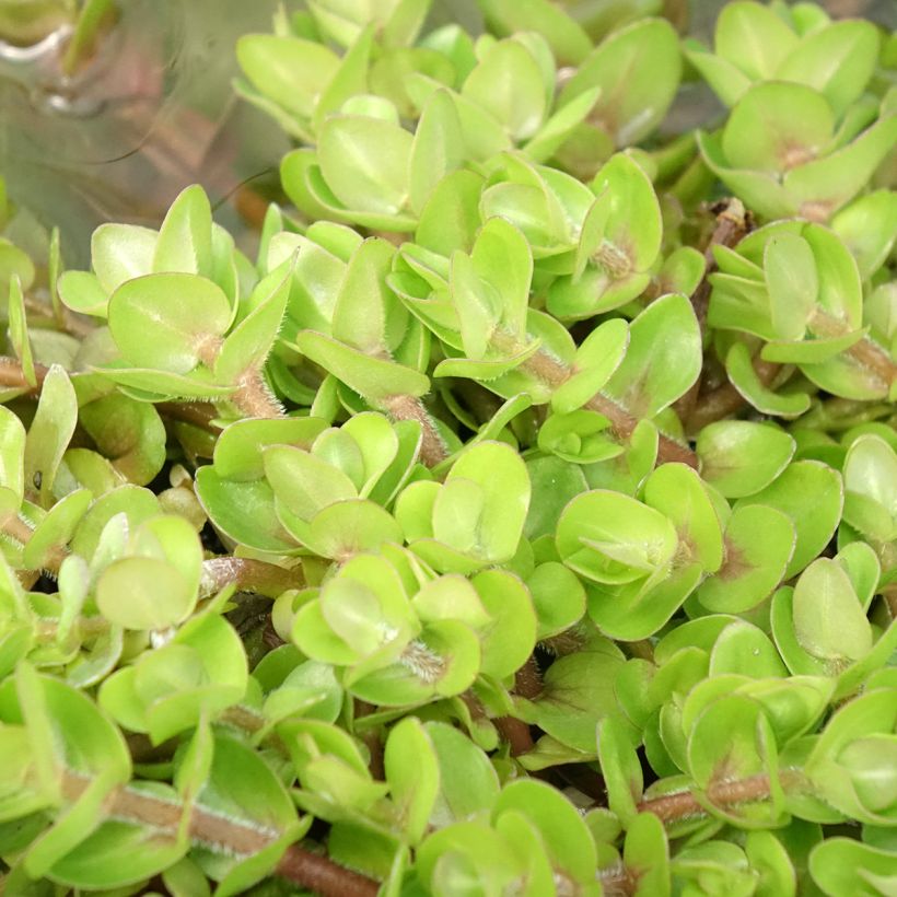 Bacopa caroliniana - Großes Fettblatt (Laub)
