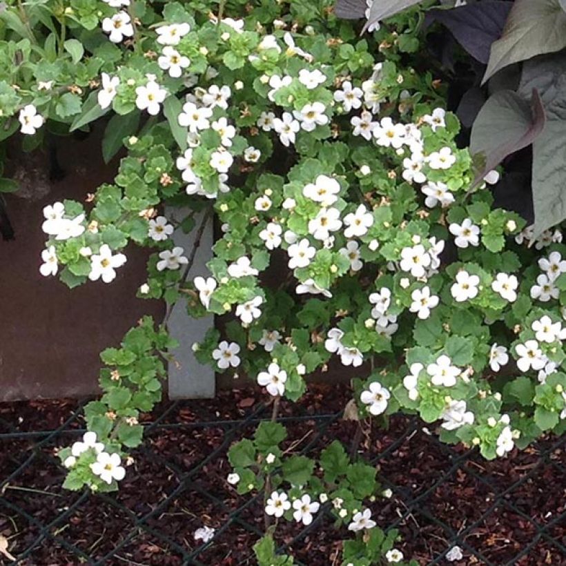 Schneeflockenblume Gulliver Dynamic White - Bacopa (Plant habit)