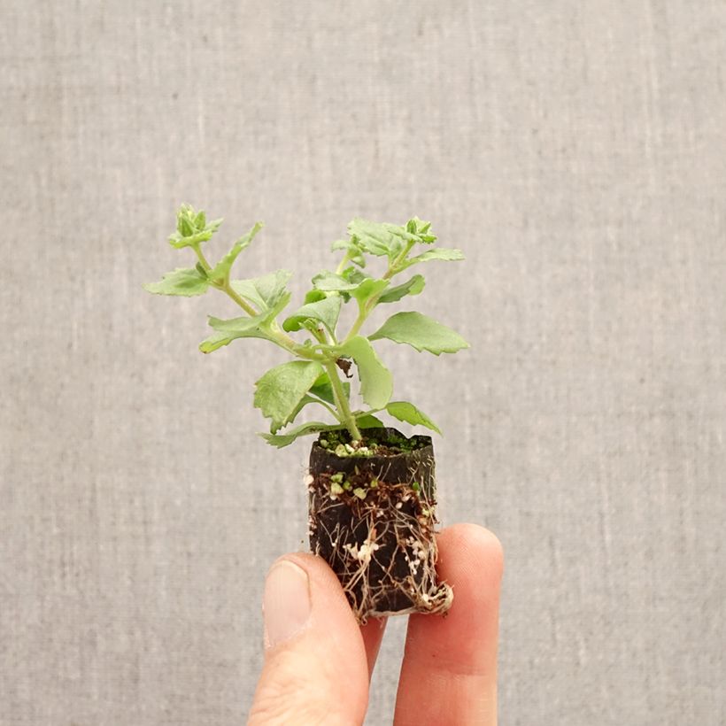 Exemplar von Schneeflockenblume Gulliver Compact Rosa - Bacopa Mini-Plug Ø 3/4 cm wie im Frühjahr geliefert