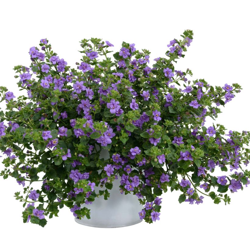 Schneeflockenblume Scopia Double Indigo - Bacopa (Wuchs)