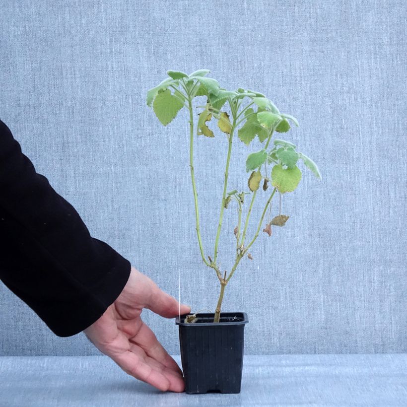 Exemplar von Ballota hirsuta - Ballote hirsute Kleine Töpfe von 8/9 cm wie im Winter geliefert