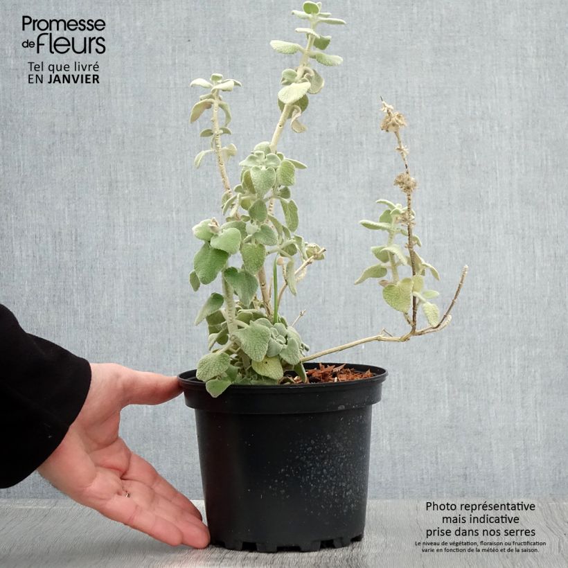 Exemplar von Ballota pseudodictamnus - Ballote pseudodictame Pot de 2L/3L wie im Winter geliefert
