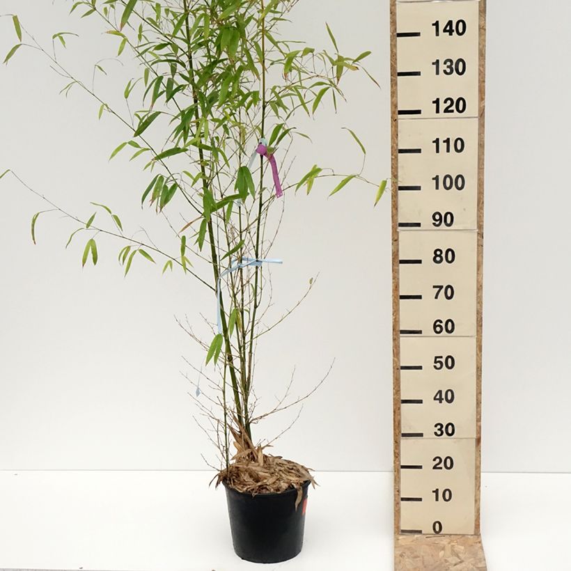 Example of Goldrohr Bambus - Phyllostachys aurea Topf mit 7,5L/10L as you get in hiver