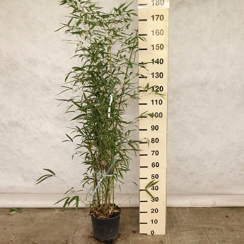 Exemplar von Goldrohr Bambus - Phyllostachys aurea Topf mit 7,5L/10L wie im Sommer geliefert