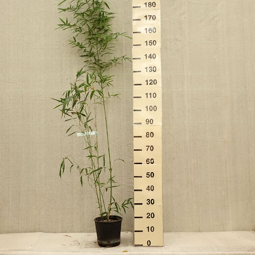 Exemplar von Bambou doré - Phyllostachys aurea Koï Pot de 4L/5L wie im Herbst geliefert
