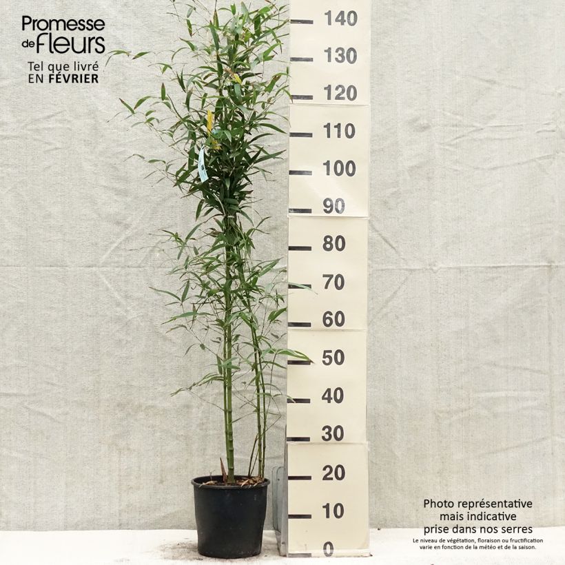 Exemplar von Goldrohr Bambus Koï - Phyllostachys aurea Topf mit 4L/5L wie im Winter geliefert