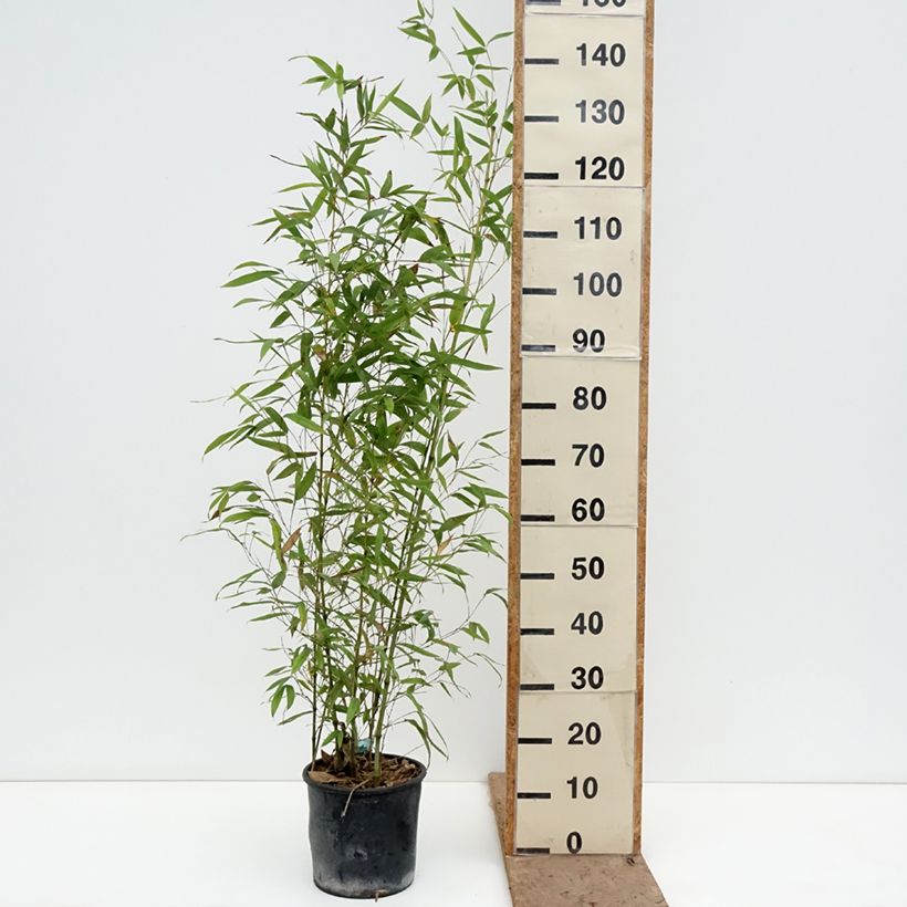 Exemplar von Goldrohr Bambus Koï - Phyllostachys aurea Topf mit 4L/5L wie im Frühjahr geliefert