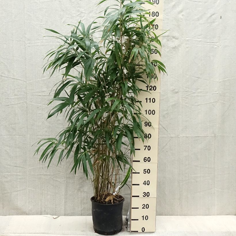 Example of Pseudosasa japonica - Breitblattbambus Topf mit 4L/5L as you get in printemps