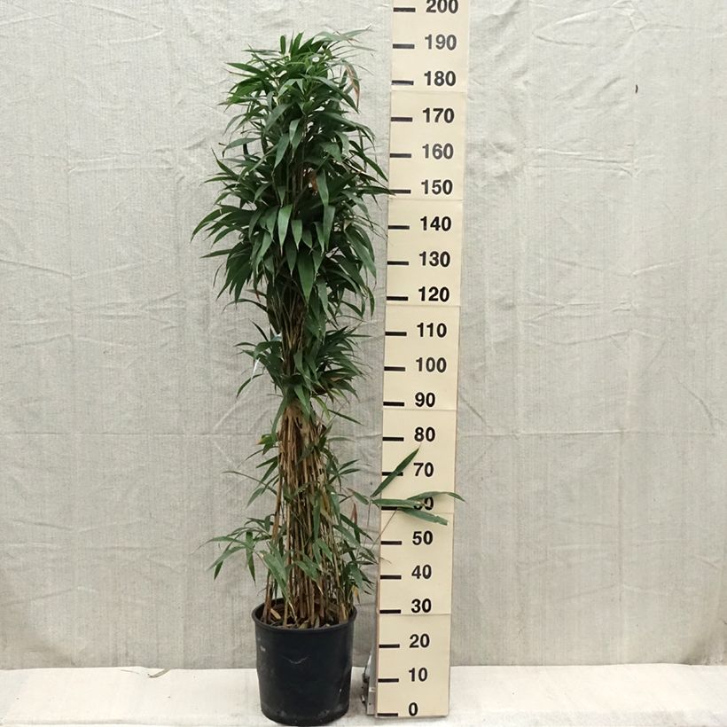 Example of Pseudosasa japonica - Breitblattbambus Topf mit 12L/15L as you get in printemps