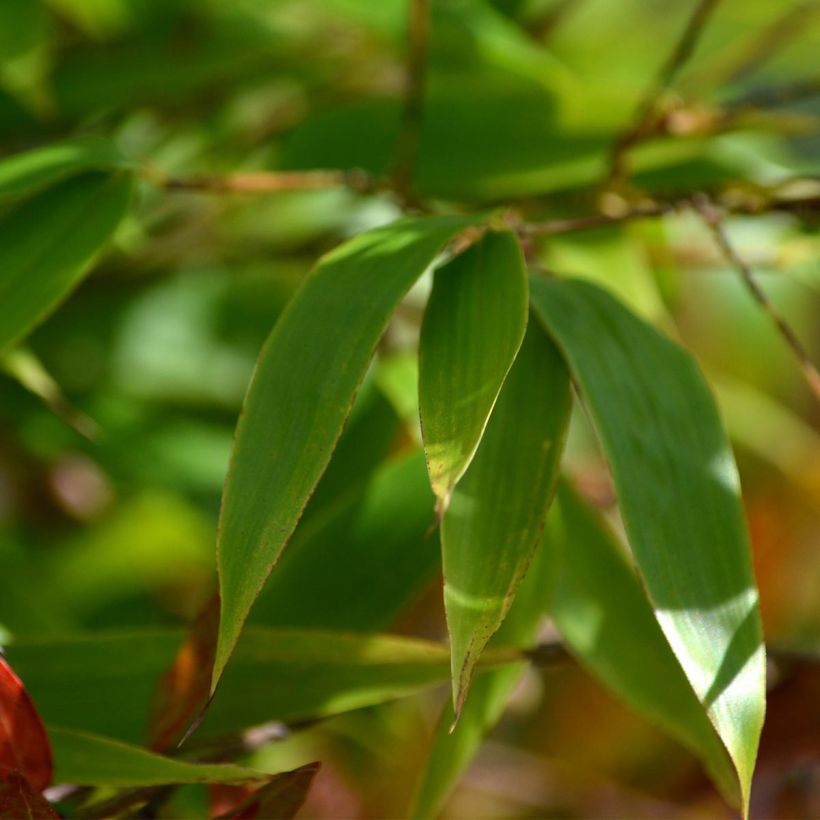 Schwarzer Bambus - Phyllostachys nigra (Foliage)