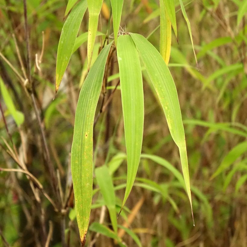 Fargesia yunnanensis - Bambus (Laub)