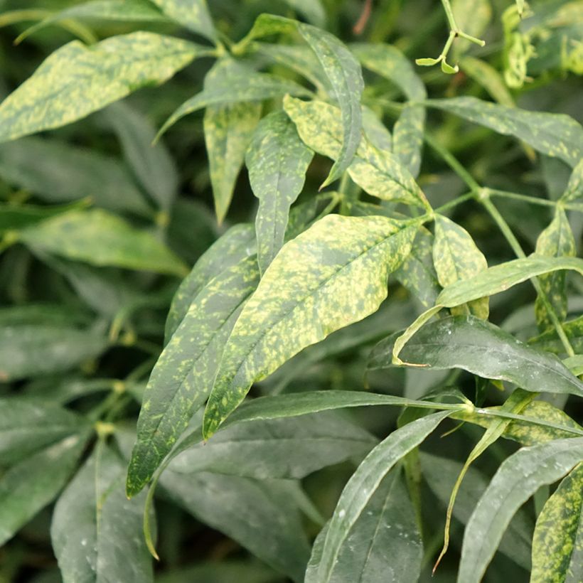 Nandina domestica Brightlight - Himmelsbambus (Laub)