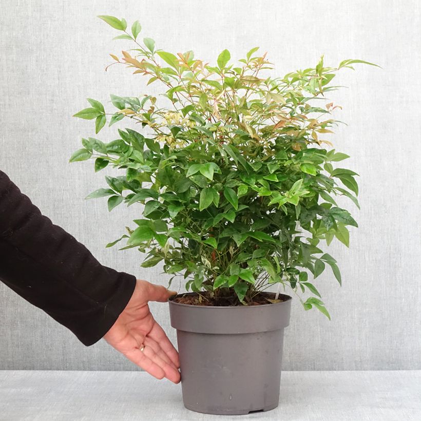 Exemplar von Bambou sacré - Nandina domestica Magical Sunrise Pot de 3L/4L wie im Winter geliefert