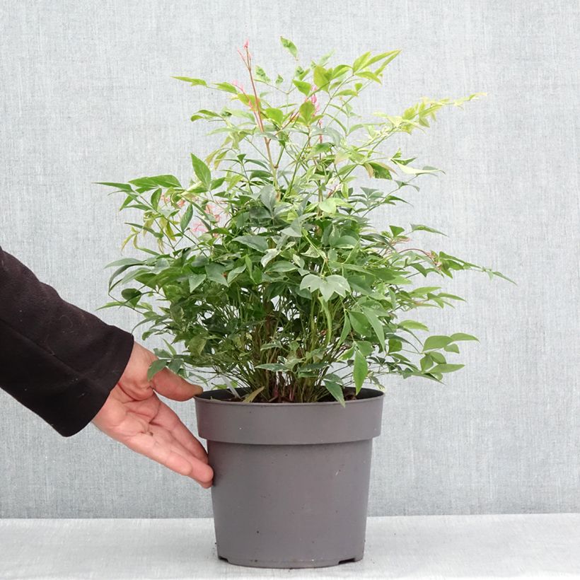 Example of Nandina domestica Magical Sunrise - Himmelsbambus Topf mit 3L/4L as you get in printemps