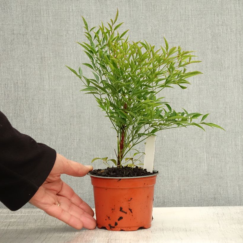 Exemplar von Nandina domestica Moon Bay - Himmelsbambus Kleine Töpfe von 8/9 cm wie im Herbst geliefert
