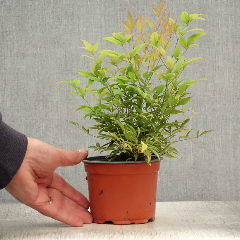 Exemplar von Nandina domestica Moon Bay - Himmelsbambus Kleine Töpfe von 8/9 cm wie im Sommer geliefert