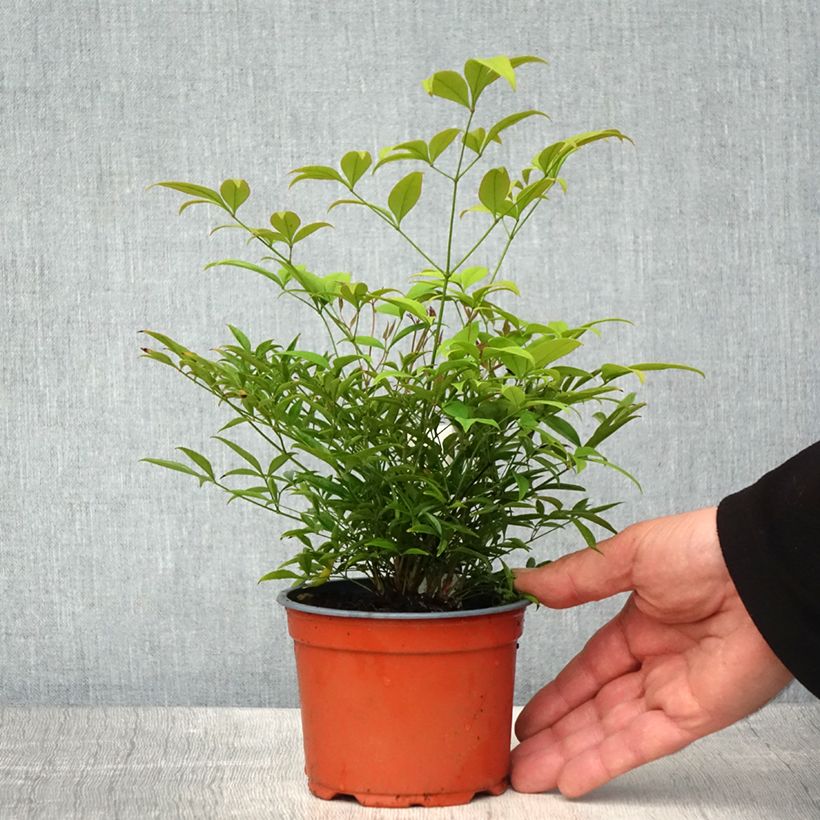 Example of Nandina domestica Moon Bay - Himmelsbambus Kleine Töpfe von 8/9 cm as you get in printemps