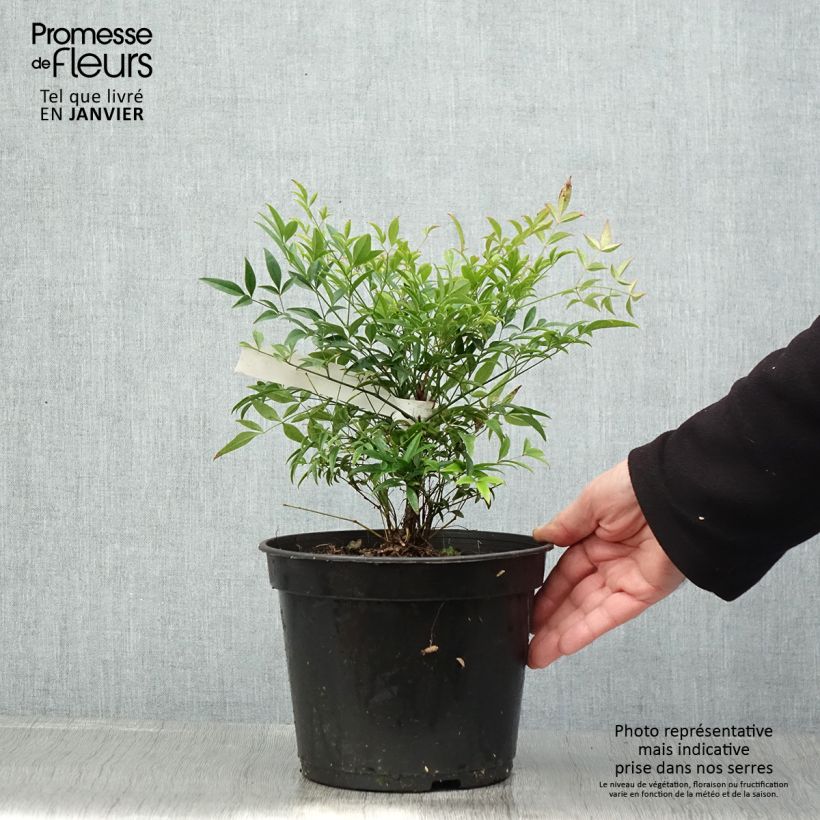 Example of Nandina domestica Moon Bay - Himmelsbambus Topf mit 3L/4L as you get in hiver