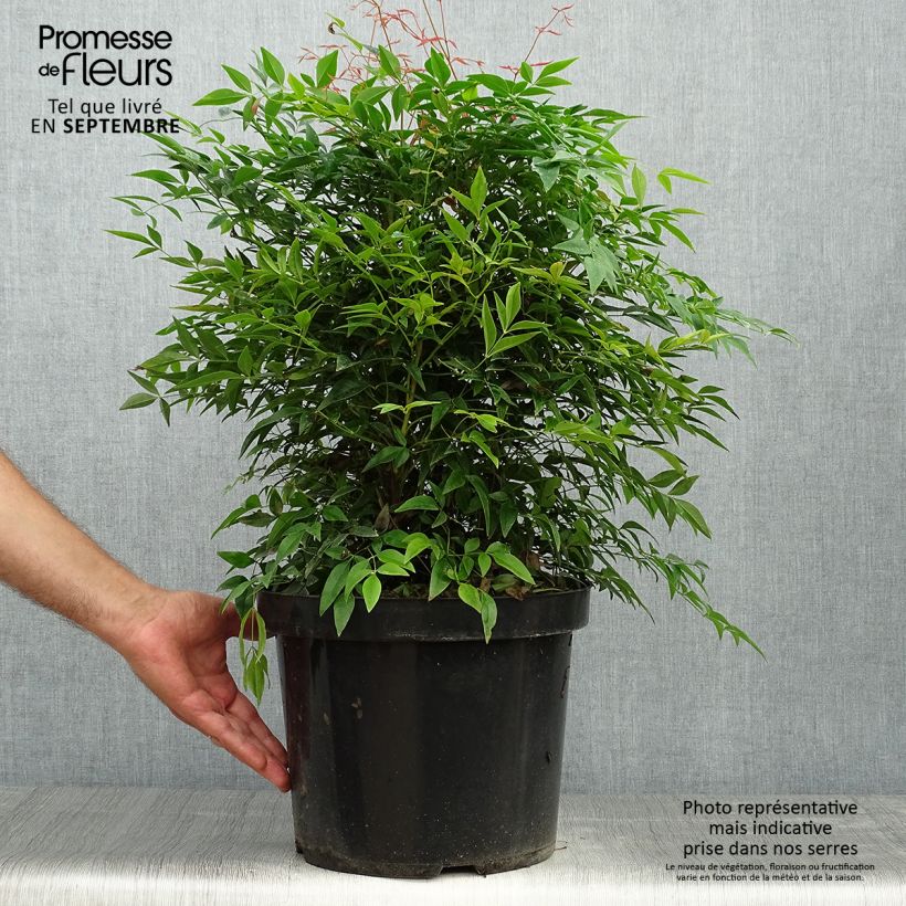Exemplar von Nandina domestica Sienna Sunrise - Himmelsbambus Topf mit 7,5L/10L wie im Herbst geliefert