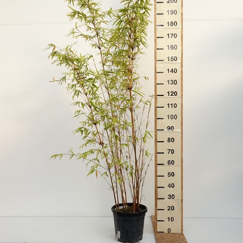 Exemplar von Bambusa glaucescens multiplex Alphonse Karr - Bambus Topf mit 12L/15L wie im Herbst geliefert