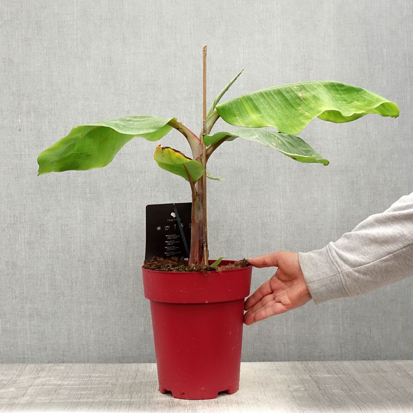 Exemplar von Zwerg-Essbanane Red Dacca - Musa acuminata Topf mit 6L/7L wie im Frühjahr geliefert