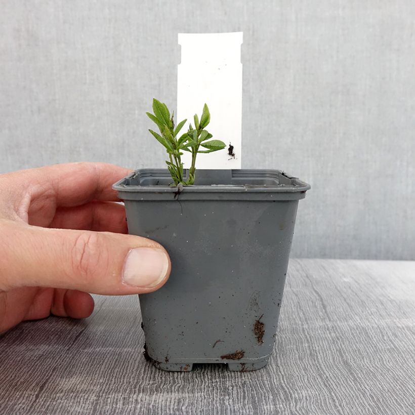 Exemplar von Baptisia alba var macrophylla - Weiße Indigolupine Kleine Töpfe von 8/9 cm wie im Frühjahr geliefert