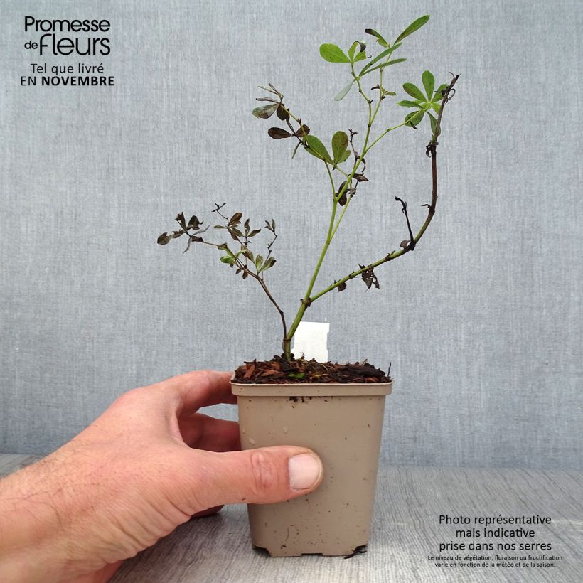 Exemplar von Baptisia albescens Pink Form - Falscher Indigo Kleine Töpfe von 8/9 cm wie im Herbst geliefert