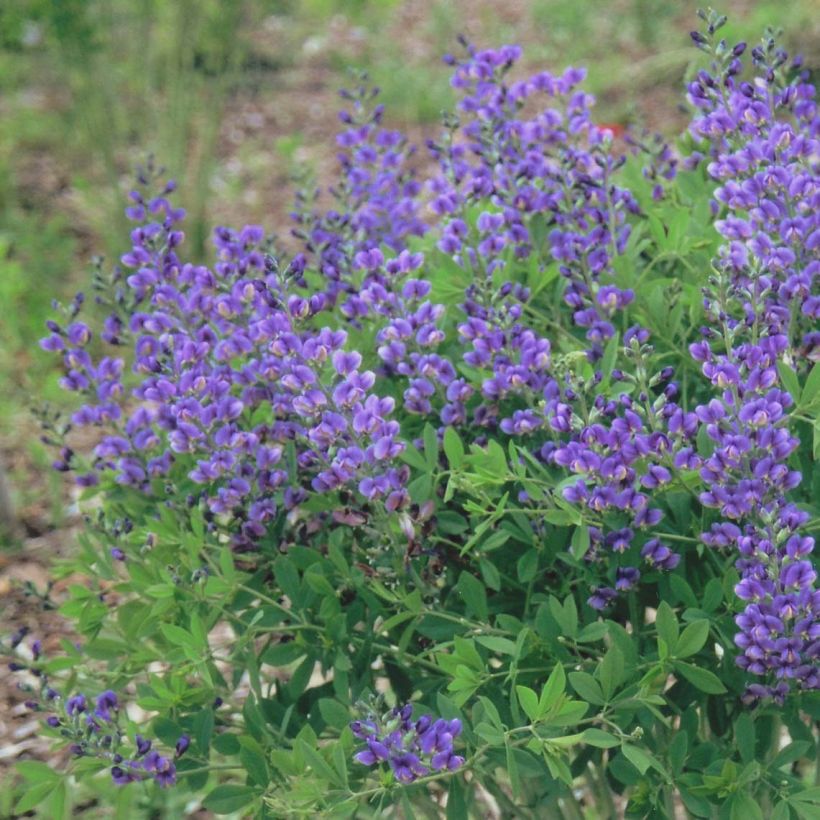 Baptisia Decadence Blueberry Sundae - Indigolupine (Flowering)