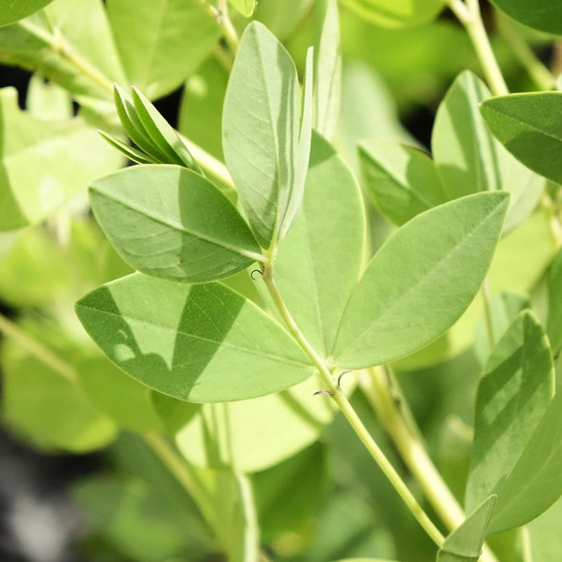 Baptisia Decadence Dark Chocolate - Indigolupine (Laub)