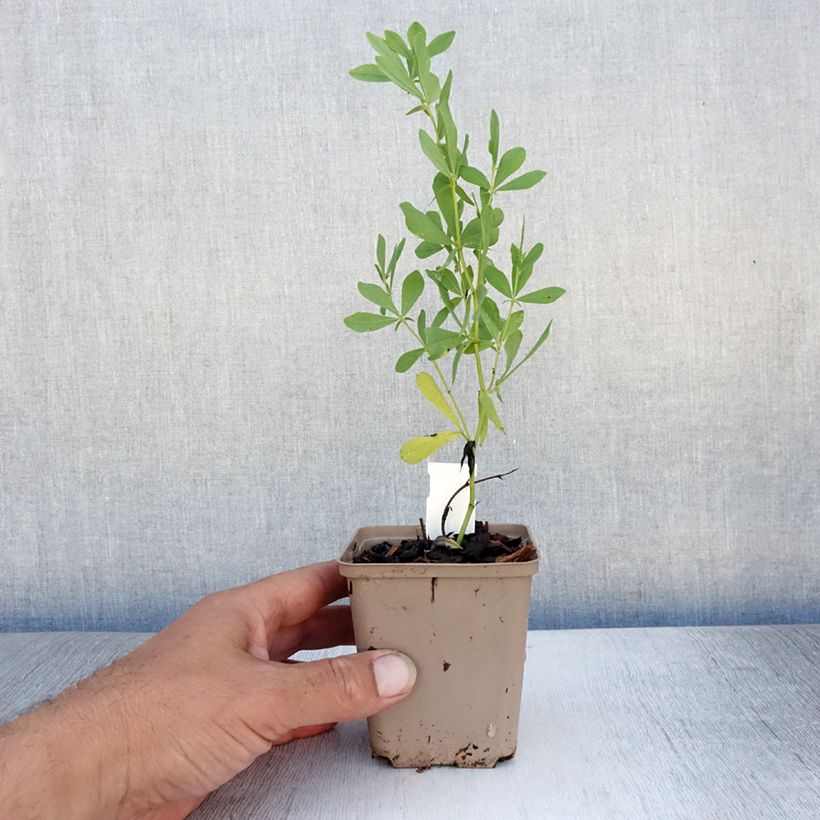 Exemplar von Baptisia alba - Weiße Indigolupine Kleine Töpfe von 8/9 cm wie im Sommer geliefert