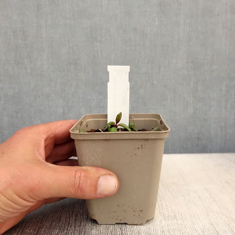 Example of Baptisia alba - Weiße Indigolupine Kleine Töpfe von 8/9 cm as you get in printemps