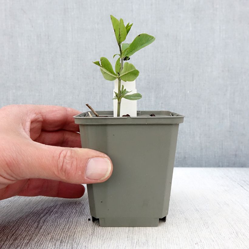 Exemplar von Baptisia Decadence Sparkling Sapphires - Indigolupine Kleine Töpfe von 8/9 cm wie im Frühjahr geliefert