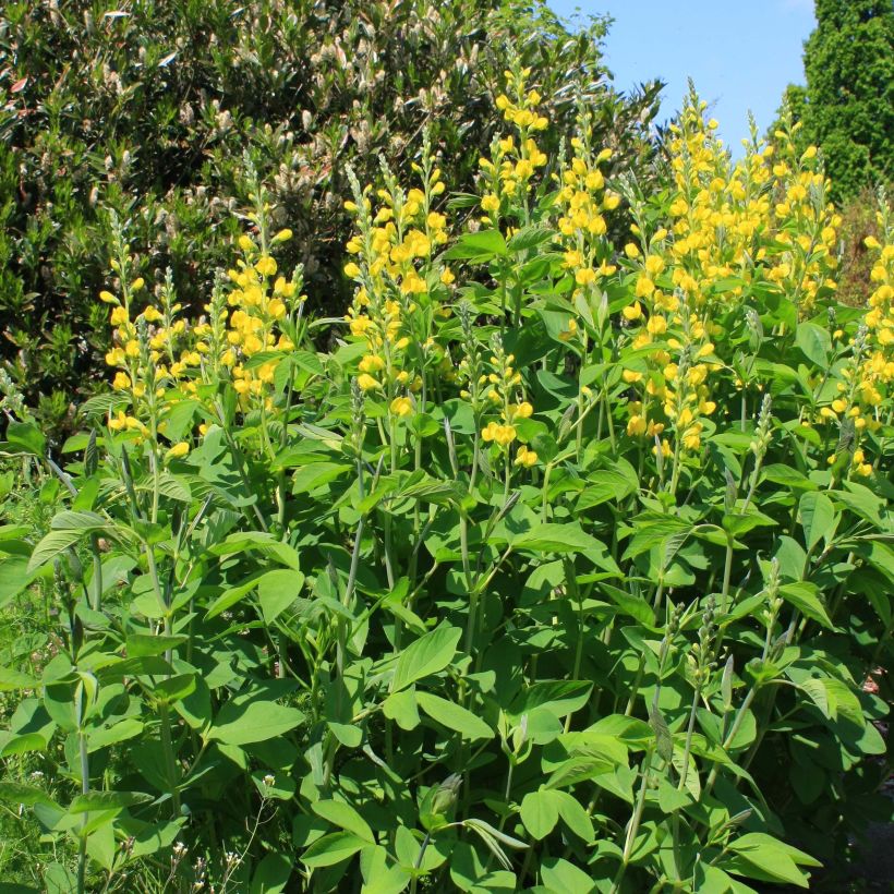 Baptisia sphaerocarpa - Färberhülse (Wuchs)