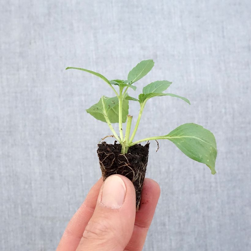 Exemplar von Basilikum Magic White Mini-Plug Ø 1,5/2,5 cm wie im Frühjahr geliefert