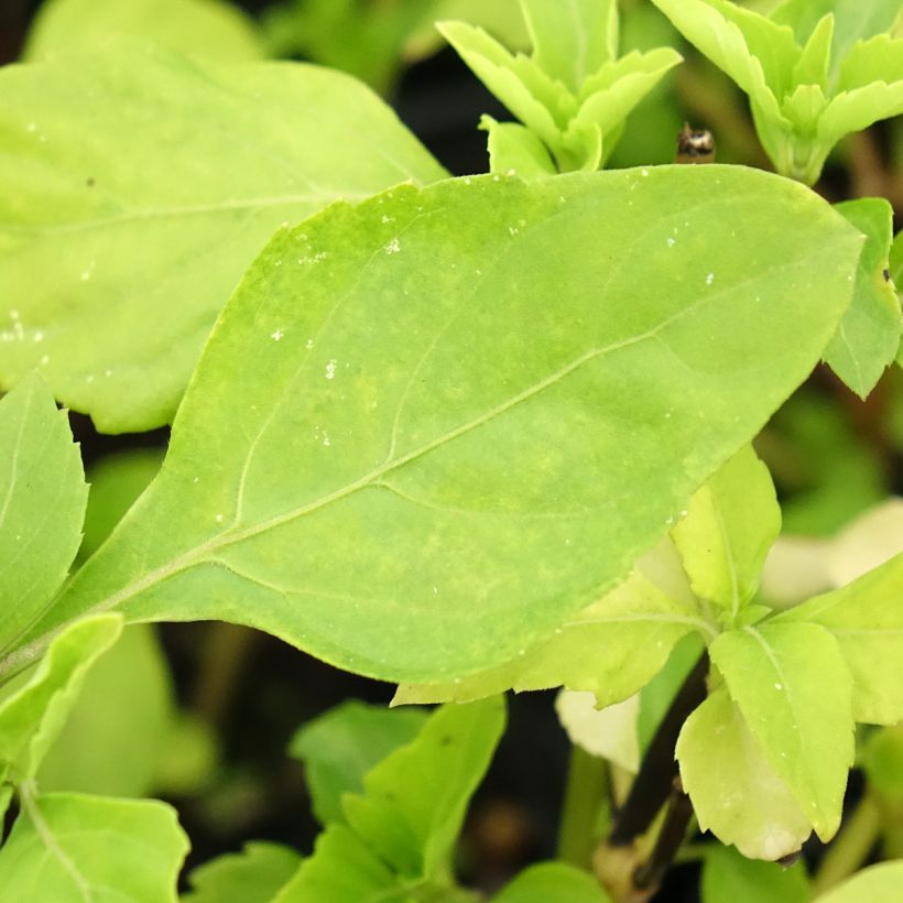 Basilikum Selloi - Ocimum fragrantissimum (Laub)
