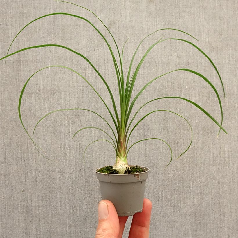 Exemplar von Beaucarnea recurvata - Elefantennuss Mini-Pflanze wie im Frühjahr geliefert