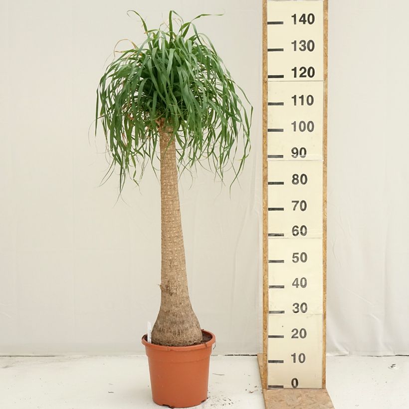 Exemplar von Beaucarnea recurvata - Elefantennuss Topf mit 7,5L/10L wie im Sommer geliefert