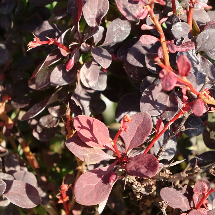 Berberis thunbergii Red Rocket (Foliage)