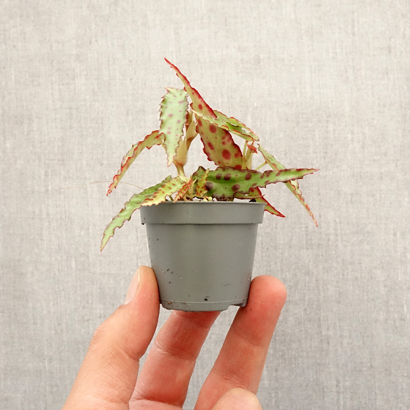 Exemplar von Begonia amphioxus - Zimmerbegonie Mini-Pflanze wie im Frühjahr geliefert