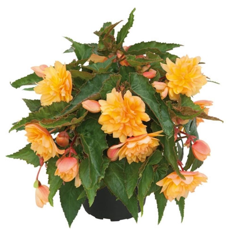 Begonie Belleconia Mango - Begonia (Plant habit)