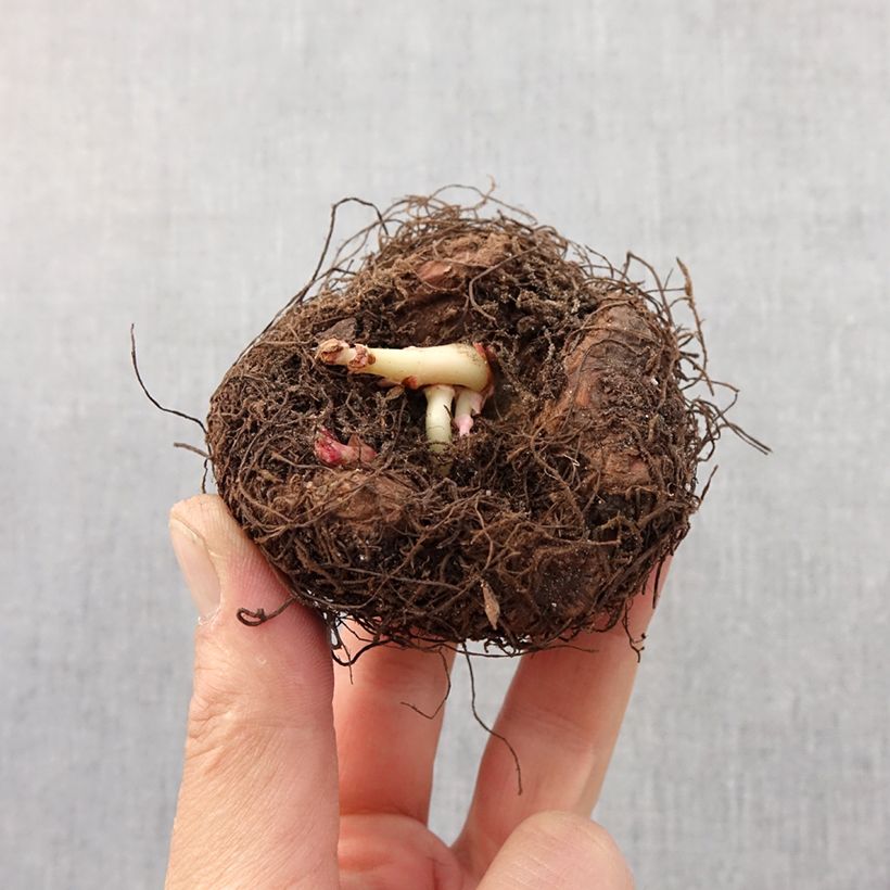 Exemplar von Begonie Tuberhybrida Bertini - Begonia Zwiebel Kaliber/Größe 6/7 wie im Frühjahr geliefert