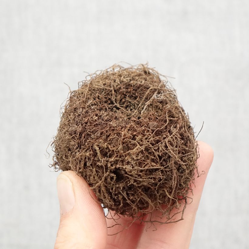 Example of Begonie anta Barbara (Samen) - Begonia Boliviensis Zwiebel Kaliber/Größe 24+ as you get in printemps