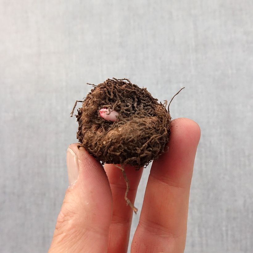 Exemplar von Begonie Marginata White-Red - Begonia crispa Zwiebel Kaliber/Größe 5+ wie im Frühjahr geliefert