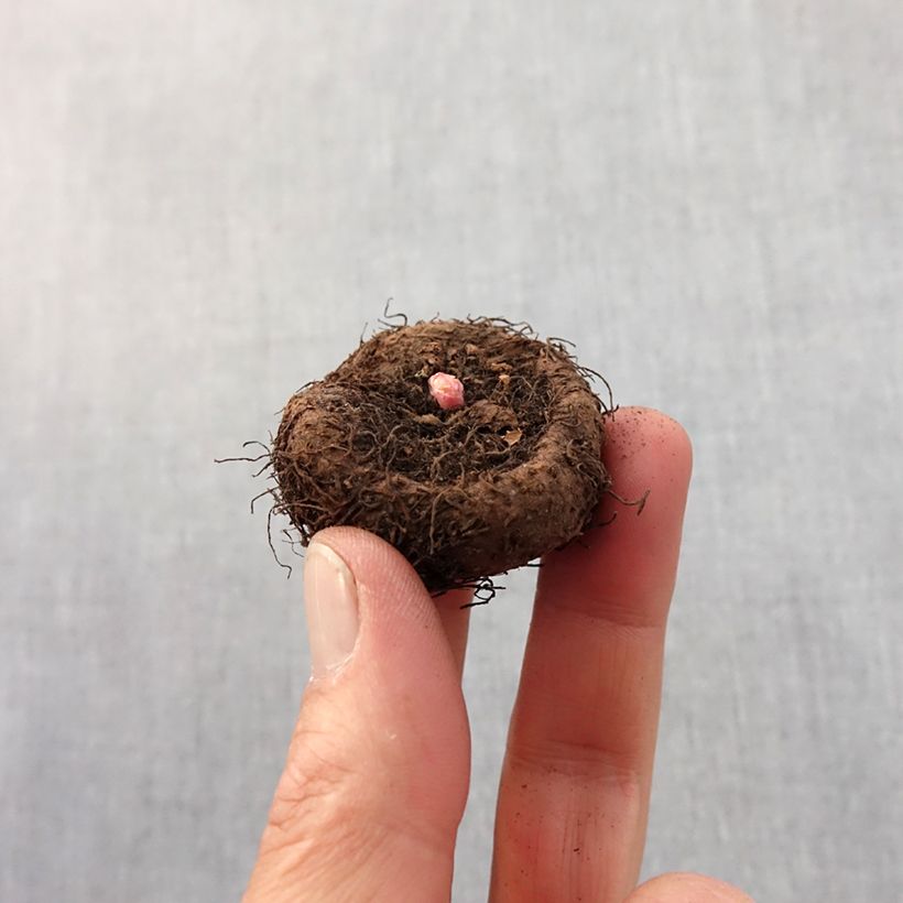 Exemplar von Begonie Yellow-Red - Begonia Zwiebel Kaliber/Größe 5+ wie im Frühjahr geliefert