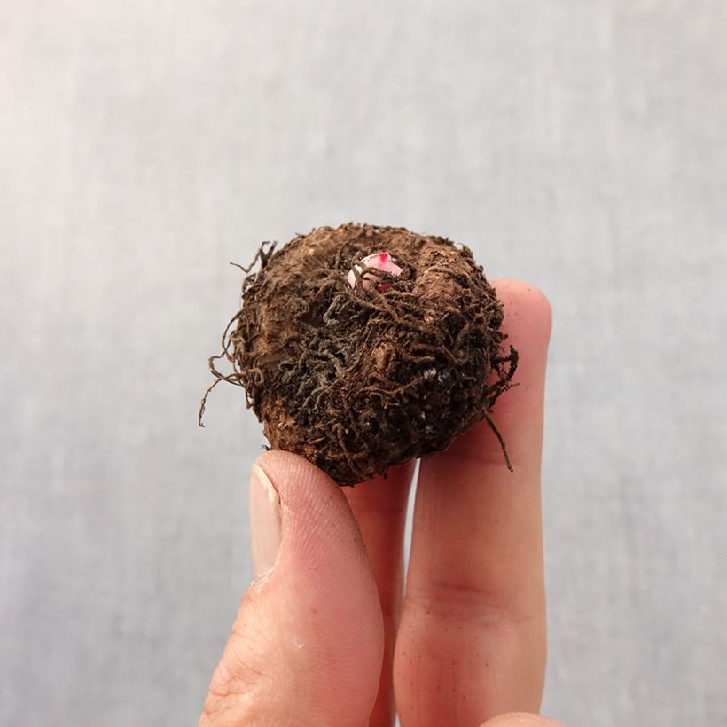 Exemplar von Begonie Bouton de Rose - Begonia erecta Zwiebel Kaliber/Größe 5+ wie im Frühjahr geliefert