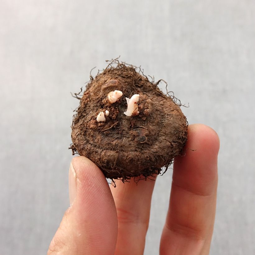 Exemplar von Begonie Fimbriata White - Begonia multiflora Zwiebel Kaliber/Größe 6+ wie im Frühjahr geliefert