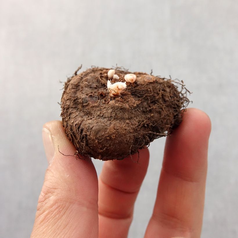 Exemplar von Begonie Fimbriata Yellow - Begonia multiflora Zwiebel Kaliber/Größe 6+ wie im Frühjahr geliefert