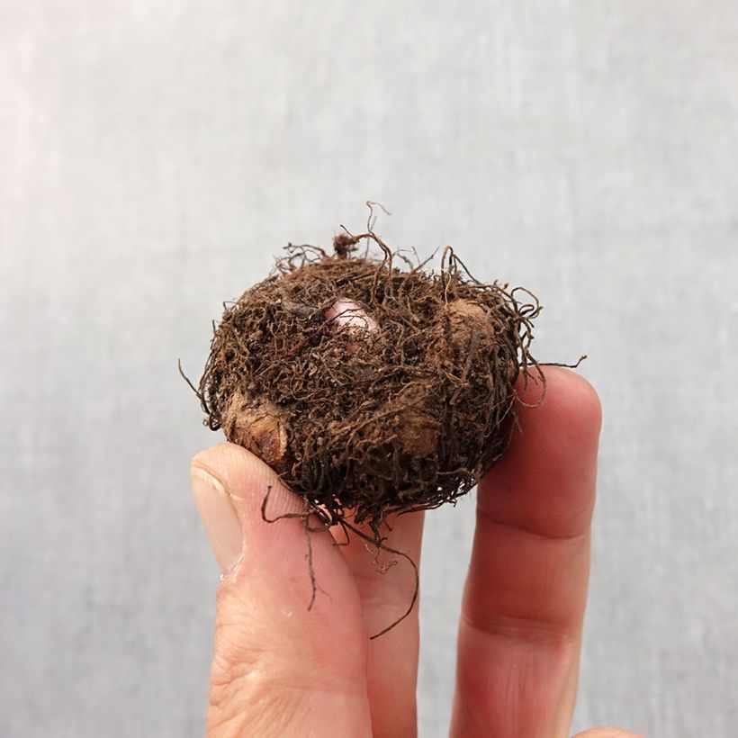 Exemplar von Begonie Fimbriata orange - Begonia fimbriata Zwiebel Kaliber/Größe 6+ wie im Frühjahr geliefert